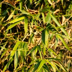 芊草荟®BAH