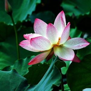 芊草荟®NPG