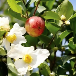落瓣油茶籽油